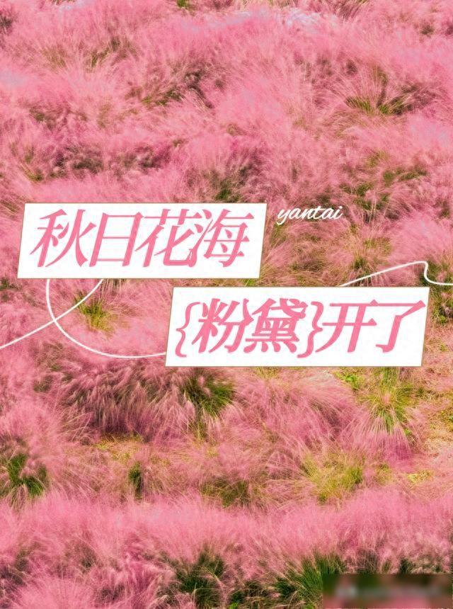 【乐游烟台】美到犯规！直击烟台各地粉黛花海实况