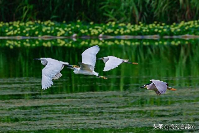 当代散文|游长春“北湖湿地公园”