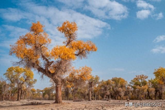 胡杨之美，美在金秋金甲耀荒漠，亦在千年风骨立沧桑。