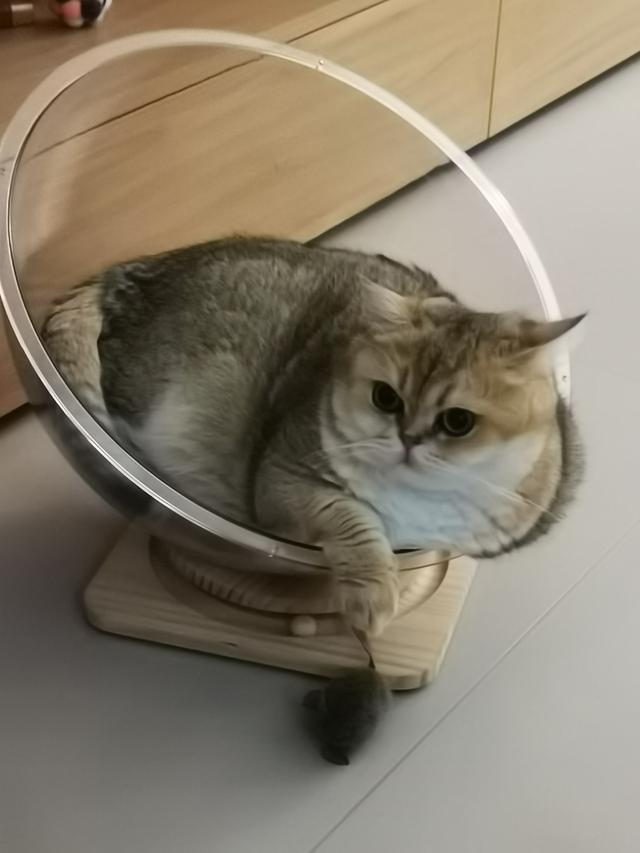 小特工~猫咪饼饼