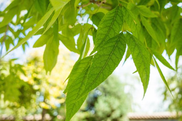 土耳其免签了，但别急着订机票