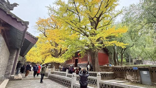 晋祠：千年银杏满枝金 刷屏朋友圈