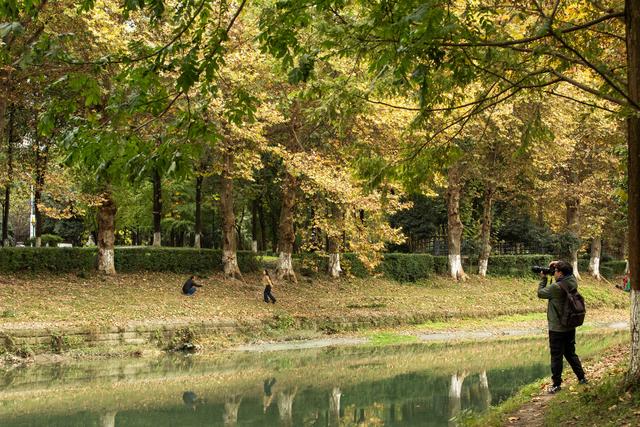 成都冬日梧桐叶美景上线 驷马桥沙河河畔梧桐颜色正好