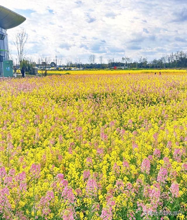 今天朋友圈的C位，成都限定的浪漫和震撼，错过了真的要等一年！