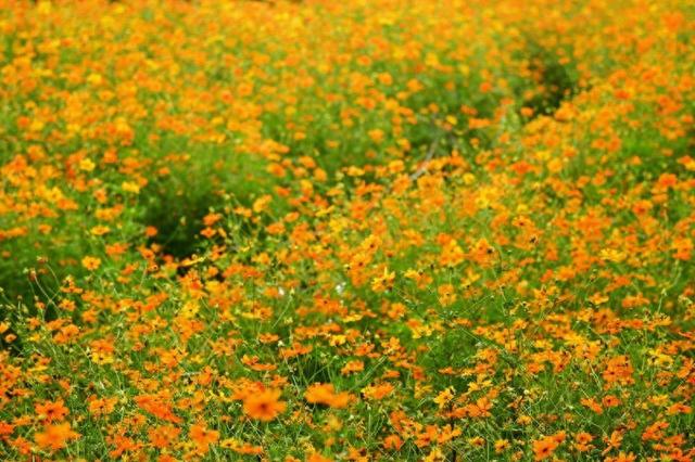 深活指南 | 正值花期！在南山这片金色花海中，找回长假后的松弛感~​