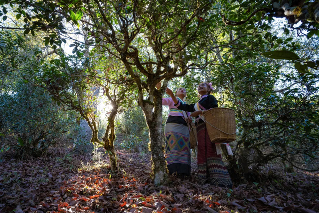 普洱景迈山古茶林文化景观申遗成功两年来——茶香飘四方 风景这边好