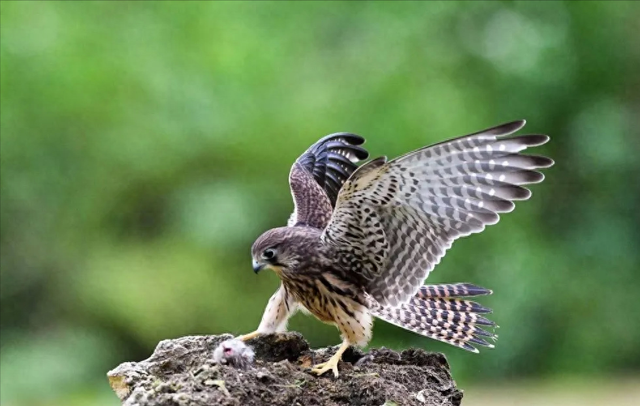 2025年11月2日 第12页