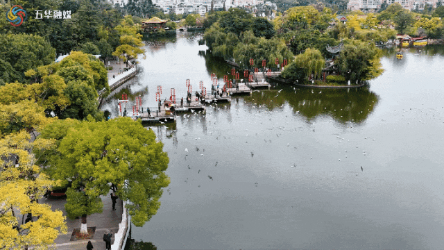 冬日美景在五华 | 鸥影翩跹处，翠湖冬韵时