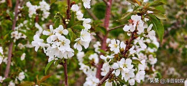 泽普县：樱桃花开醉春风，春日盛景引客来