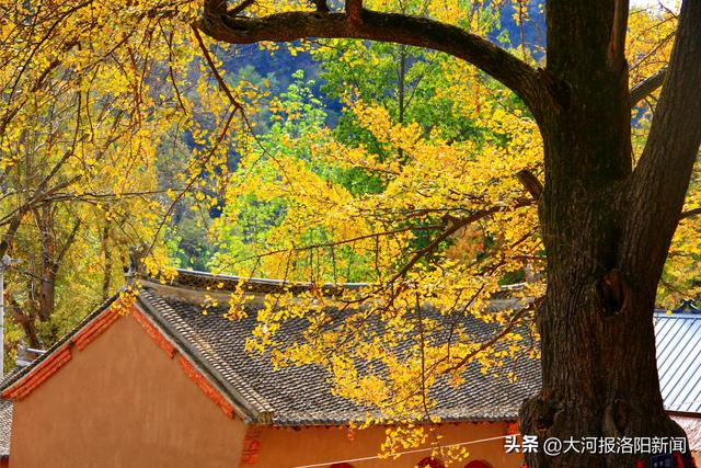 洛阳嵩县有1株战国时期种下的银杏：树龄约2350年，树高36米，树围7.5米，遮荫面积1亩地