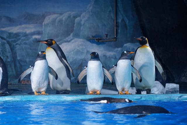 小梅沙海洋世界+沙滩，一票双园开启元旦狂欢