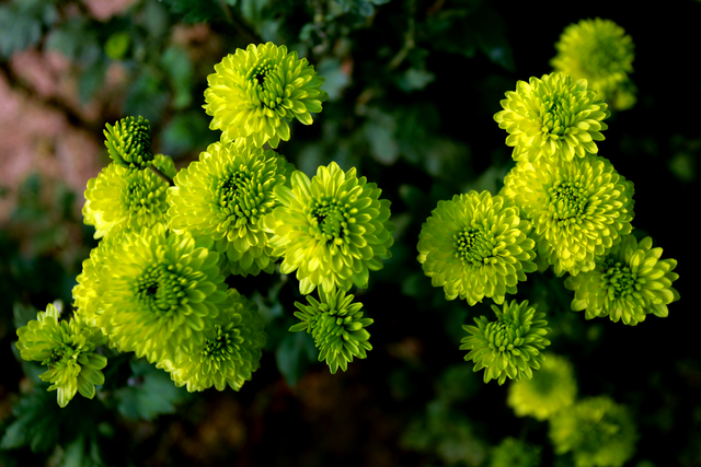 近百品种菊花竞相绽放 新泰泉沟基地成秋日打卡新地标