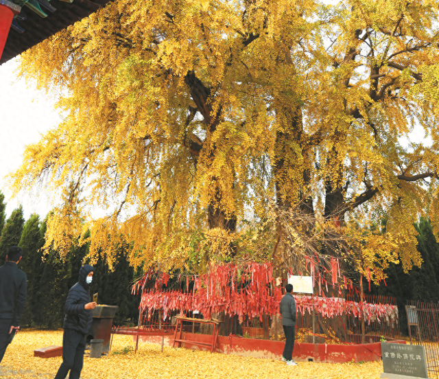 岚山古银杏披“金甲”