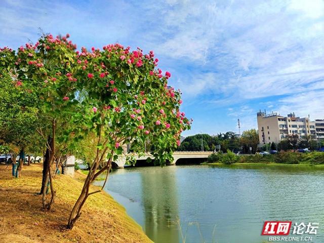 岁暖时刻丨在常德的初冬里，邂逅一场与“拒霜花”的温暖相遇