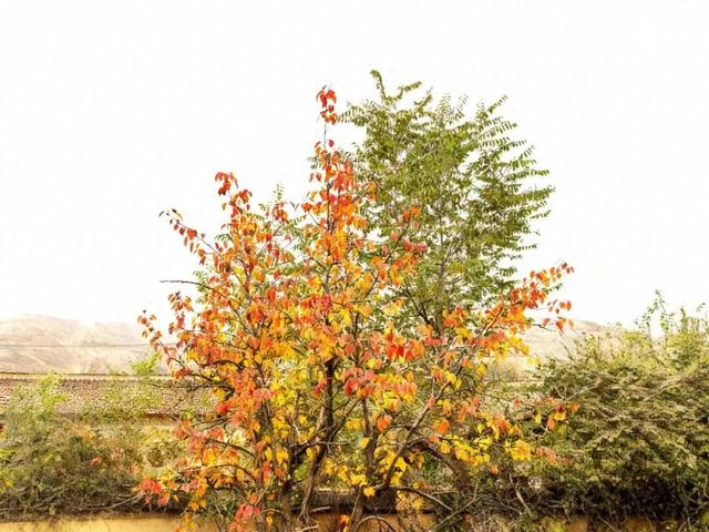 邂逅·鲁镇金秋