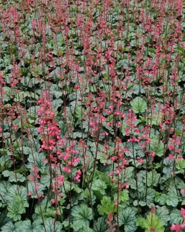 冬天室外冻不死的绿植有哪些（冻不死的8种花）