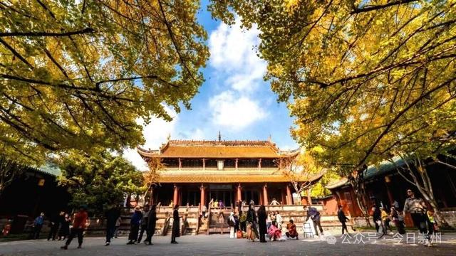 银杏季，罨画池周边停车指南来了！