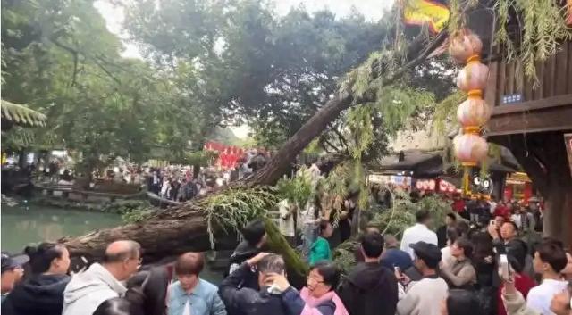 四川成都古柳倾倒致两人受伤,百年古树为何会腐烂空心?