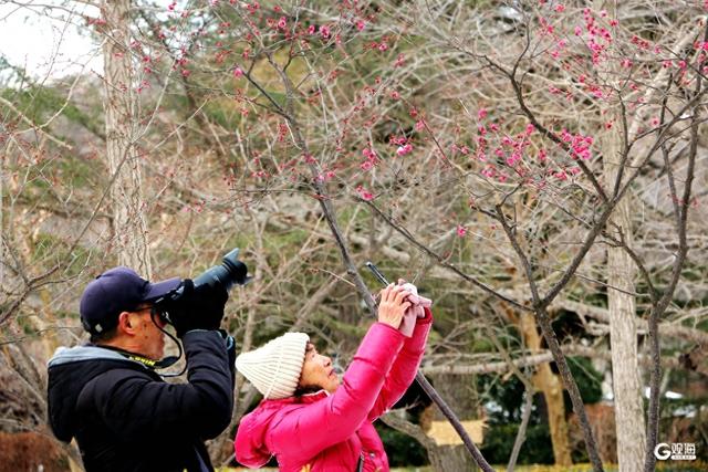 “梅”好上线，解锁“冬游青岛”新地标
