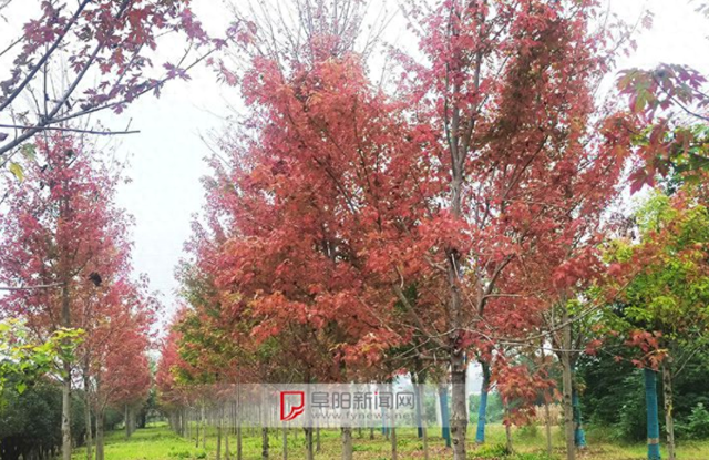 阜阳两处枫林等你打卡