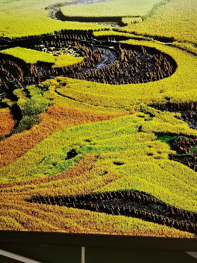 元阳梯田哈尼徽：稻作文化彝族曲 不朽诗篇底蕴谱