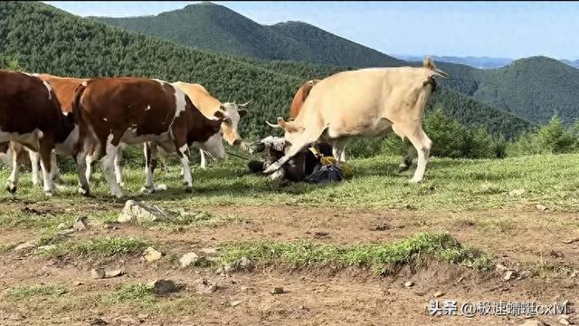 五台山牛群攻击游客反转！疑景区甩锅"挑衅"，当事人曝更多细节
