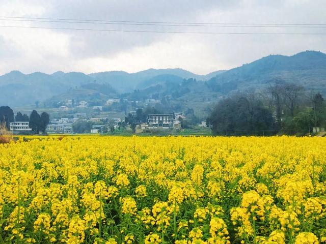 向春天出发！3月13日起，永乐官田见！