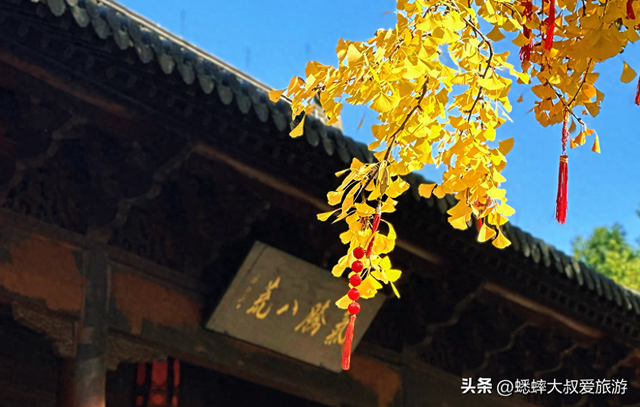 古风意境拉满，银杏披上黄金甲，这个杭州秋冬古祠，即将成顶流！