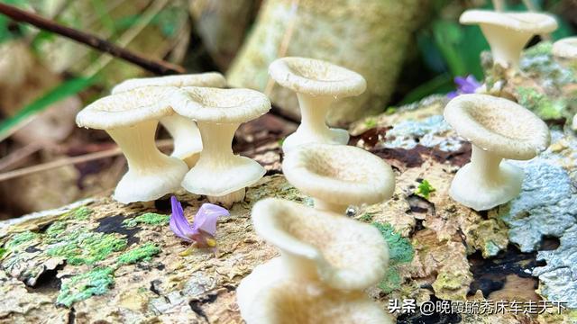 海南的蹉跎岁月——没有白走的路，也没有意外的伤