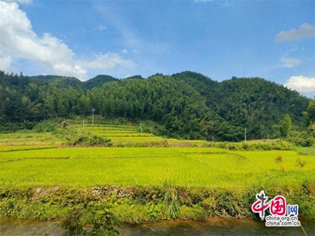 桃元洞，稻穗与星月的双向奔赴映亮诗与远方