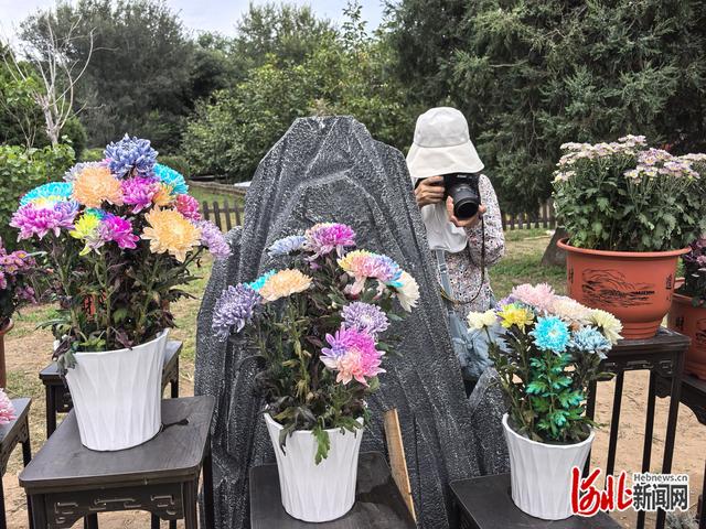 ​记者走基层｜10余万株菊花点缀长城秋韵