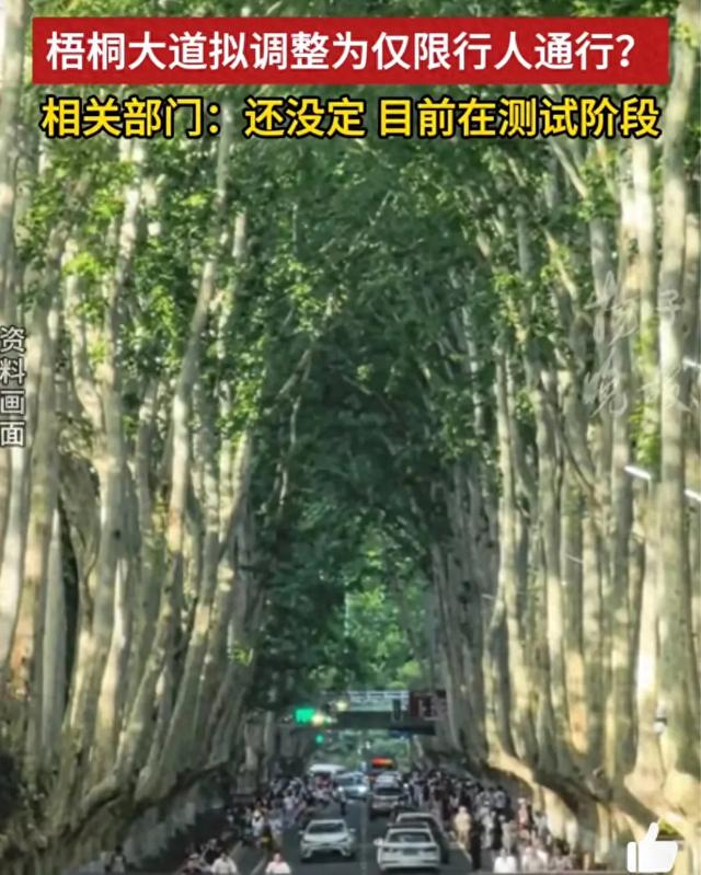 南京梧桐大道交通管控并未确定