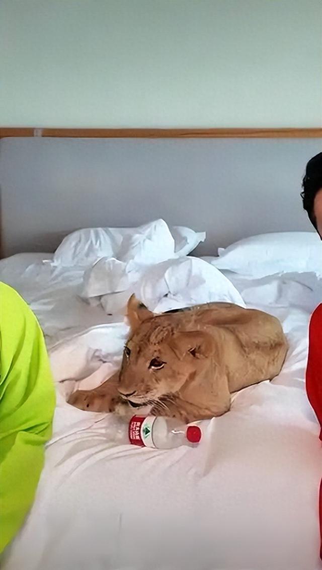 酒店推出小狮子叫醒服务，安全吗？