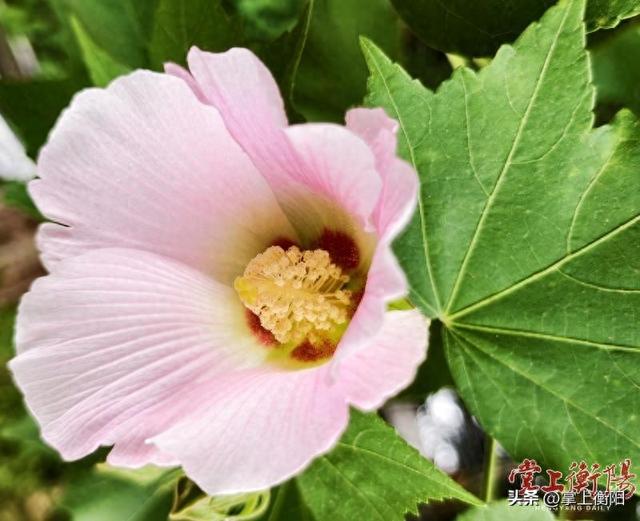 岳屏公园木芙蓉花开了