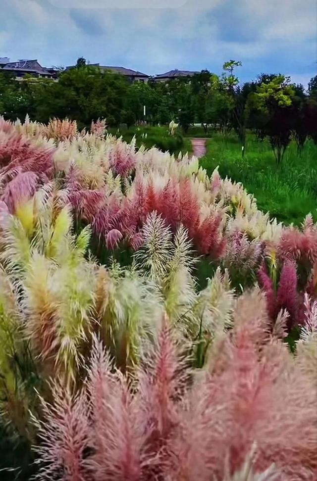 昆明芦苇拍摄秘境TOP1！居然不是草海隧道公园？