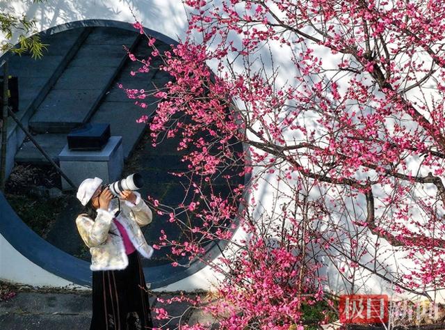 美！武汉东湖梅园早梅盛放暗香浮动