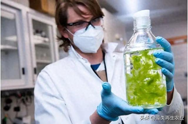 “生物采矿”海藻探索关键矿物以改善国内供应链