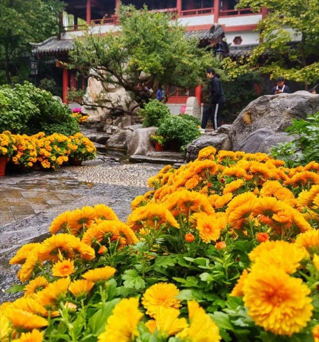 读城记|趵突泉赏菊