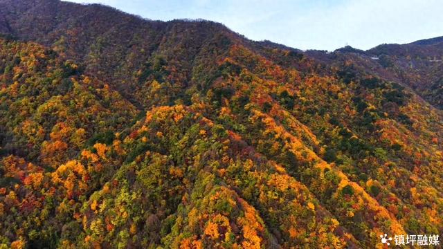 陕西镇坪县：化龙山开启“油画模式” 赏秋正当时