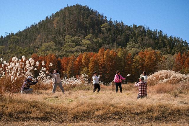 安徽黄山：茶儿垅水杉林进入最佳观赏期