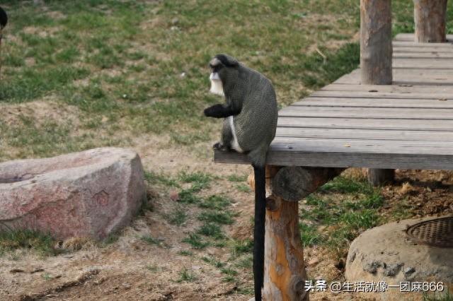 峨眉山旅游趣事