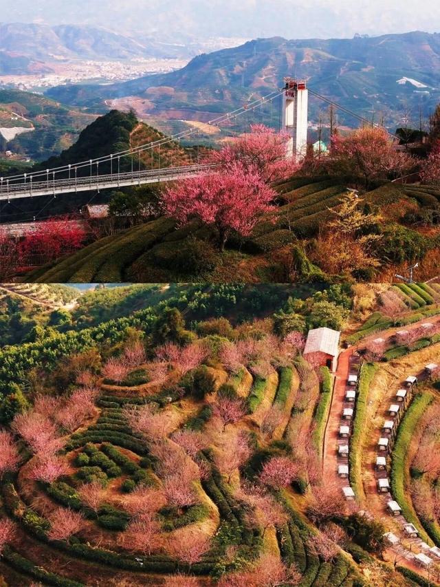 漳州的樱花，开啦！！！