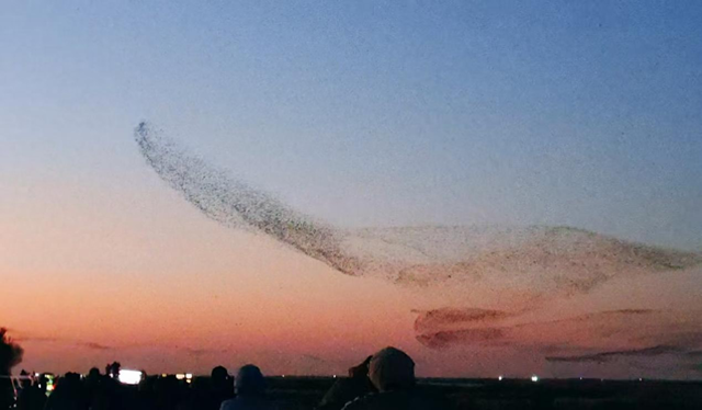 黄河入海 大美垦利 | 东营垦利观鸟贴心攻略