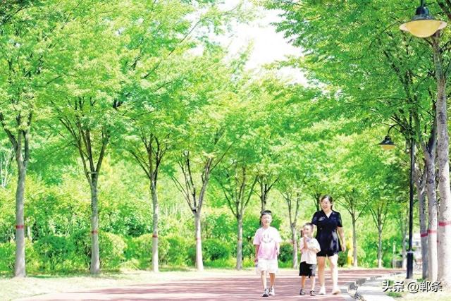 邯郸峰峰矿区——从“煤尘满面”到“荷风送香”的生态蝶变