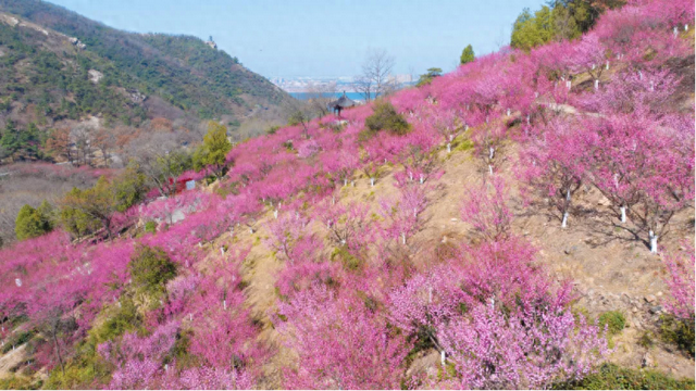 花果山景区：梅花绽放春意浓 踏青赏景正当时