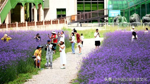 六盘水梅花山雪道秒变“紫色仙境”，避暑新顶流来袭！