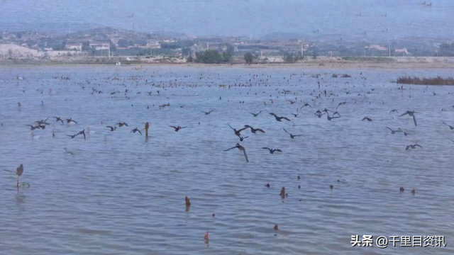 闻喜吕庄水库候鸟翩翩美如画