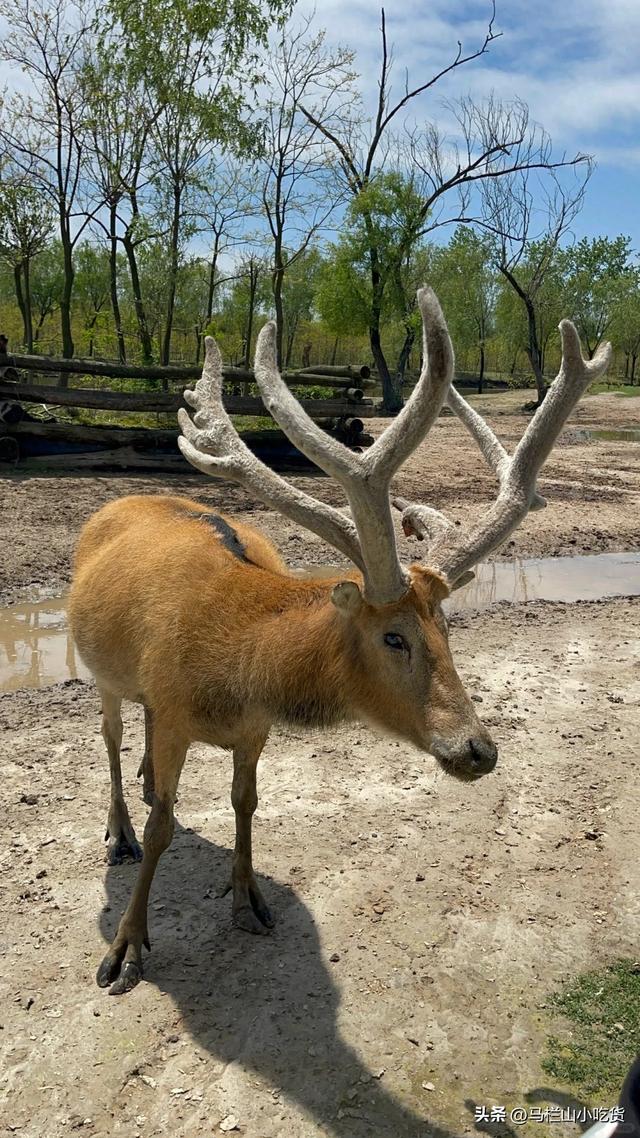 江苏盐城 | 这座宝藏小城太值得去了！