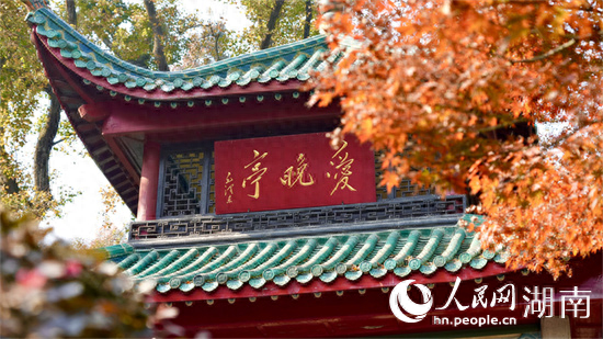 岳麓山下 枫红杏黄