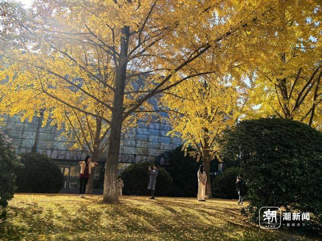 限定金色浪漫！杭州这处新晋银杏打卡点火了，坐标市民中心